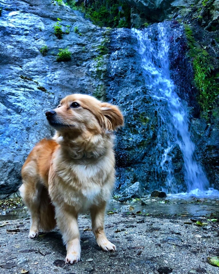 Obi, a Pomeranian and Chihuahua mix tested with EmbarkVet.com