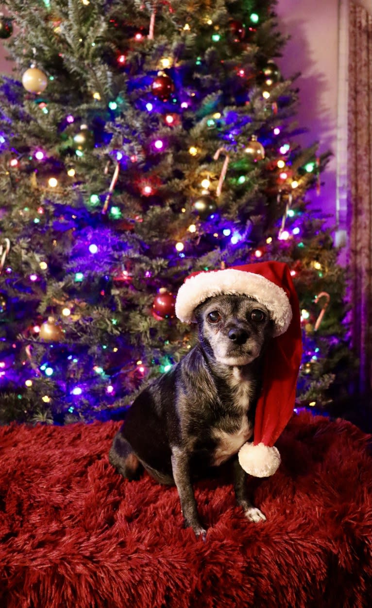 Serena Lorena, a Chihuahua and Pekingese mix tested with EmbarkVet.com