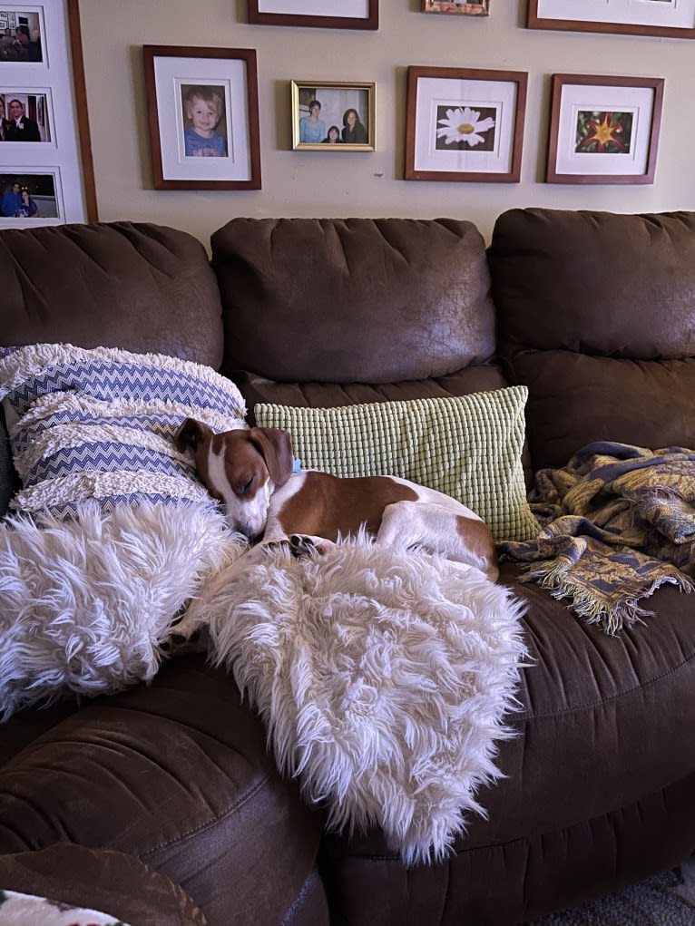 Linus, a Beagle and Chihuahua mix tested with EmbarkVet.com