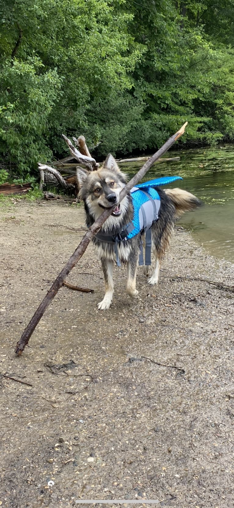 Turbo, a Siberian Husky and German Shepherd Dog mix tested with EmbarkVet.com