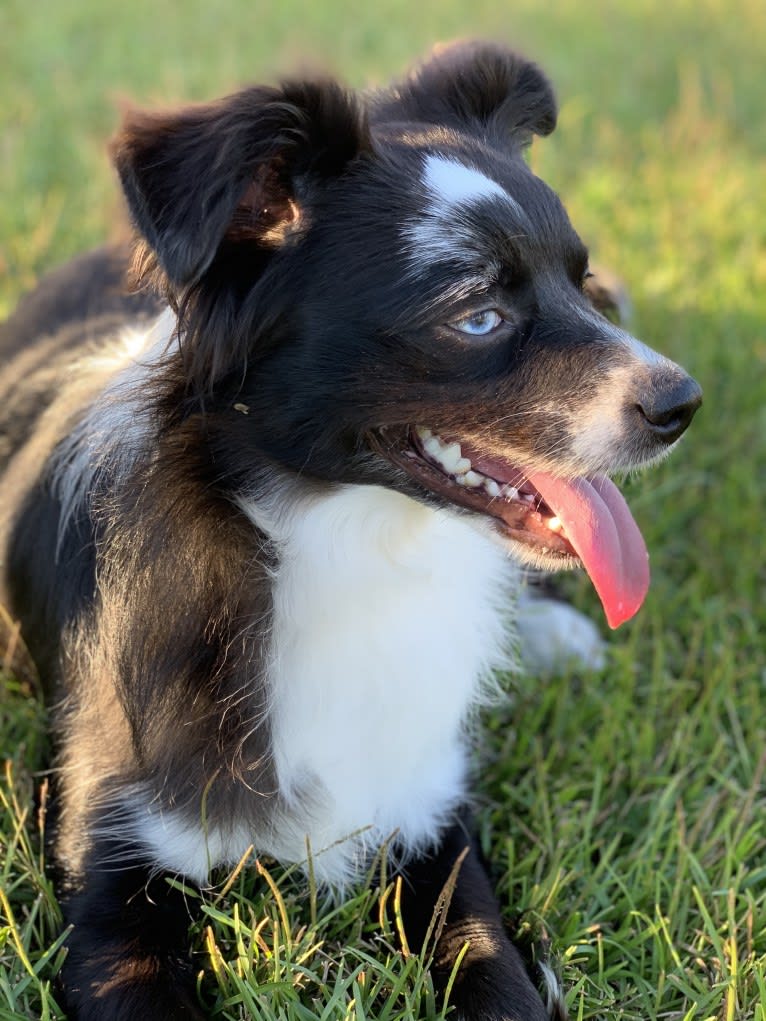 Brees, a Miniature/MAS-type Australian Shepherd and Australian Cattle Dog mix tested with EmbarkVet.com