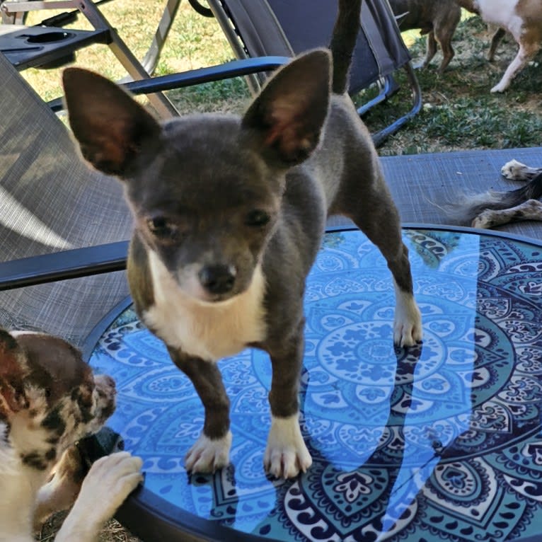 Tiya, a Chihuahua tested with EmbarkVet.com