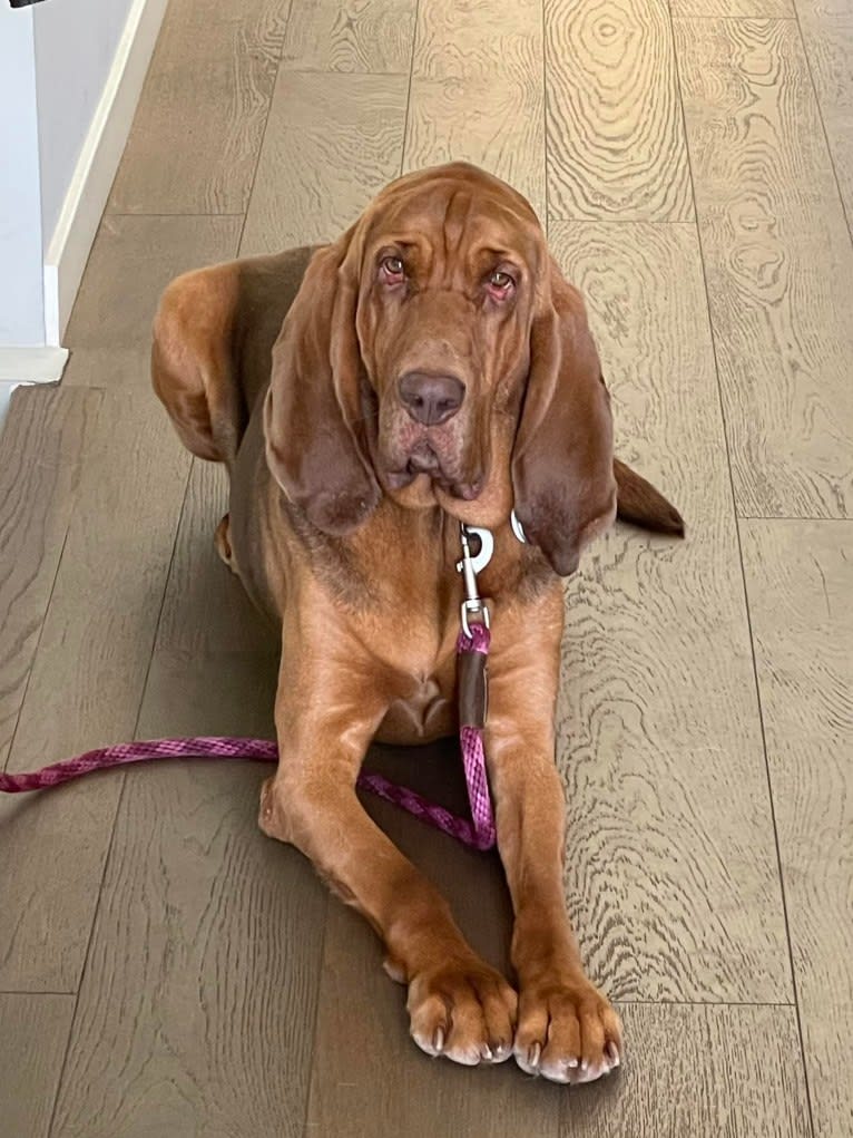 Willa, a Bloodhound tested with EmbarkVet.com