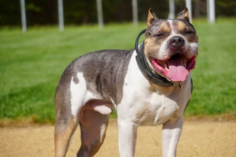 Koda, an American Bully tested with EmbarkVet.com