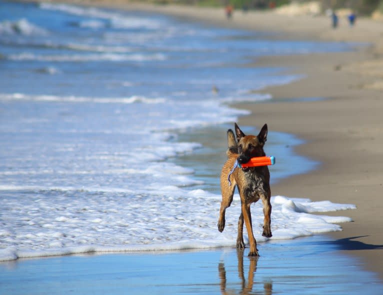 Loki, a Belgian Shepherd tested with EmbarkVet.com