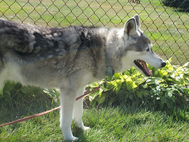 Ramses a dog tested with EmbarkVet.com