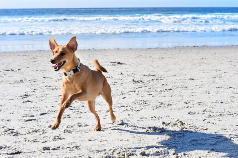 Jack, a Miniature Pinscher and Poodle (Small) mix tested with EmbarkVet.com