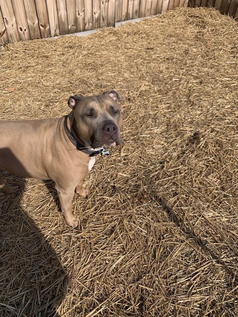 Maverick, an American Pit Bull Terrier and American Staffordshire Terrier mix tested with EmbarkVet.com