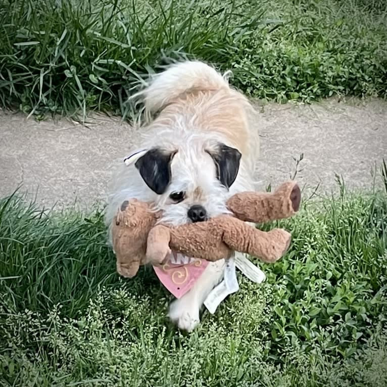 Winston, a Pugapoo tested with EmbarkVet.com