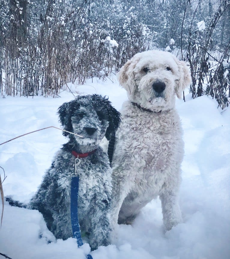 Juno Thedoodle, a Goldendoodle tested with EmbarkVet.com