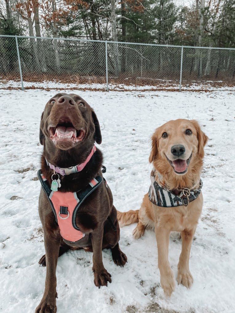 Marley, a Golden Retriever tested with EmbarkVet.com