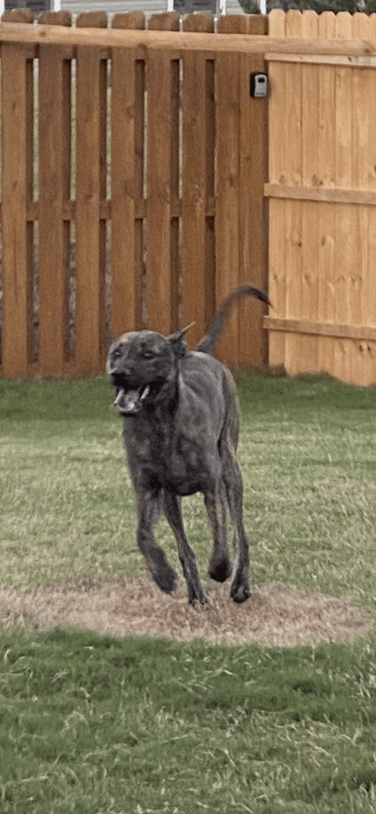 Tai, a Phu Quoc Ridgeback tested with EmbarkVet.com