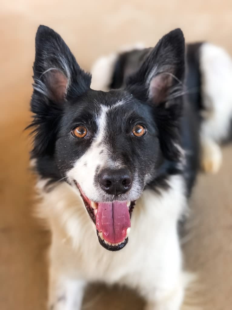 Zee, a Border Collie tested with EmbarkVet.com