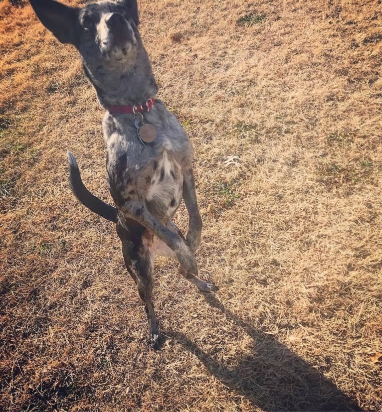 Josey, a Border Collie and Miniature/MAS-type Australian Shepherd mix tested with EmbarkVet.com