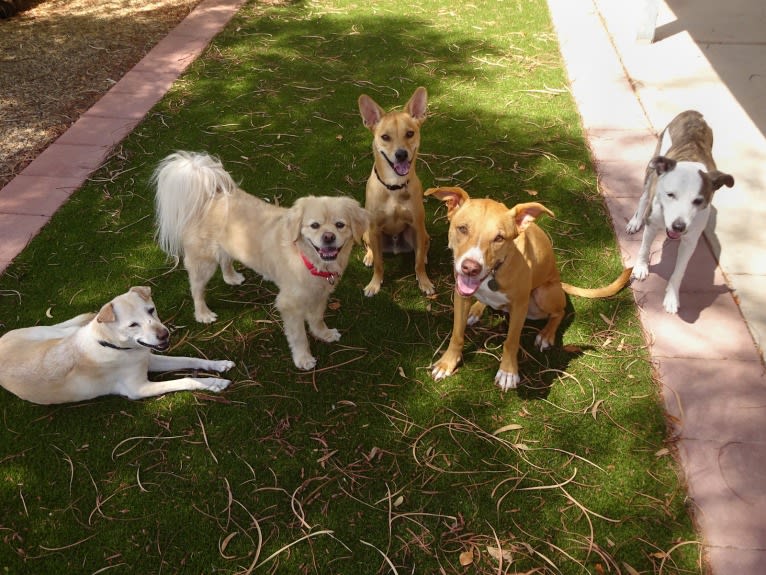 Bean, a Chow Chow and Chihuahua mix tested with EmbarkVet.com