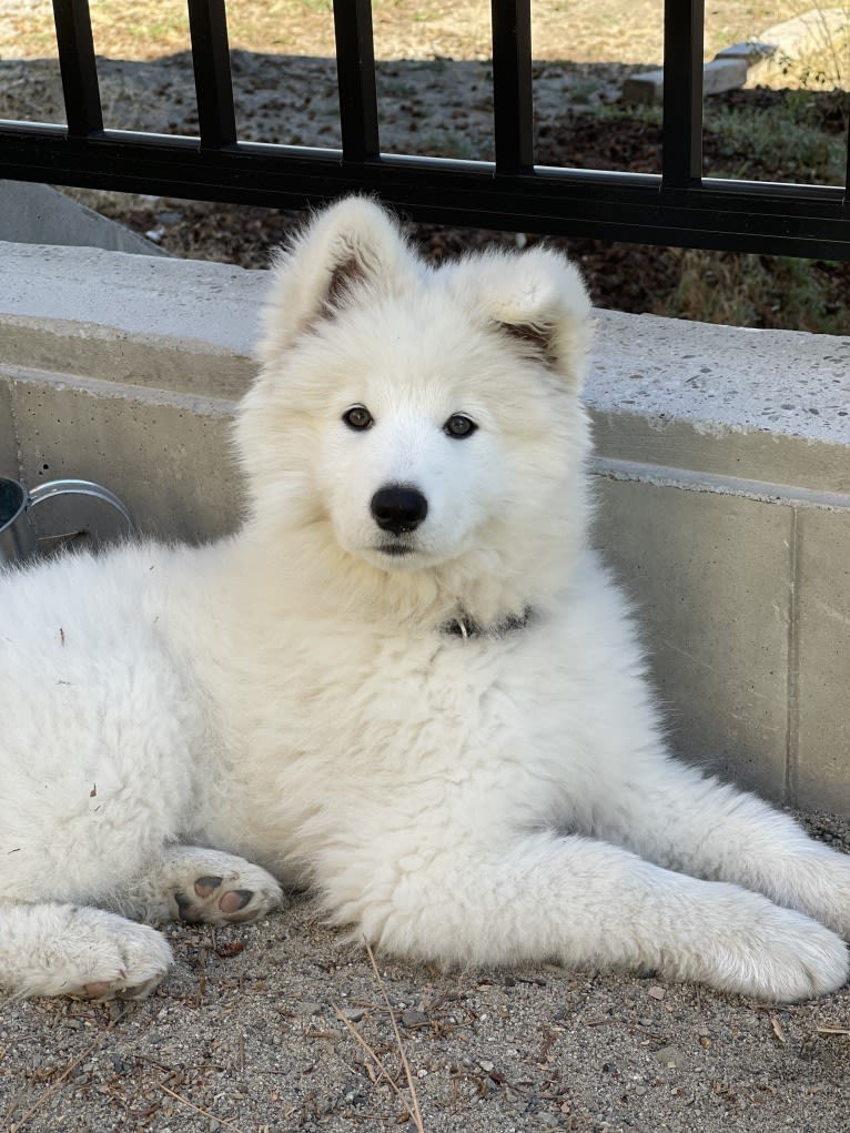 Sammi, a Samoyed and German Shepherd Dog mix tested with EmbarkVet.com