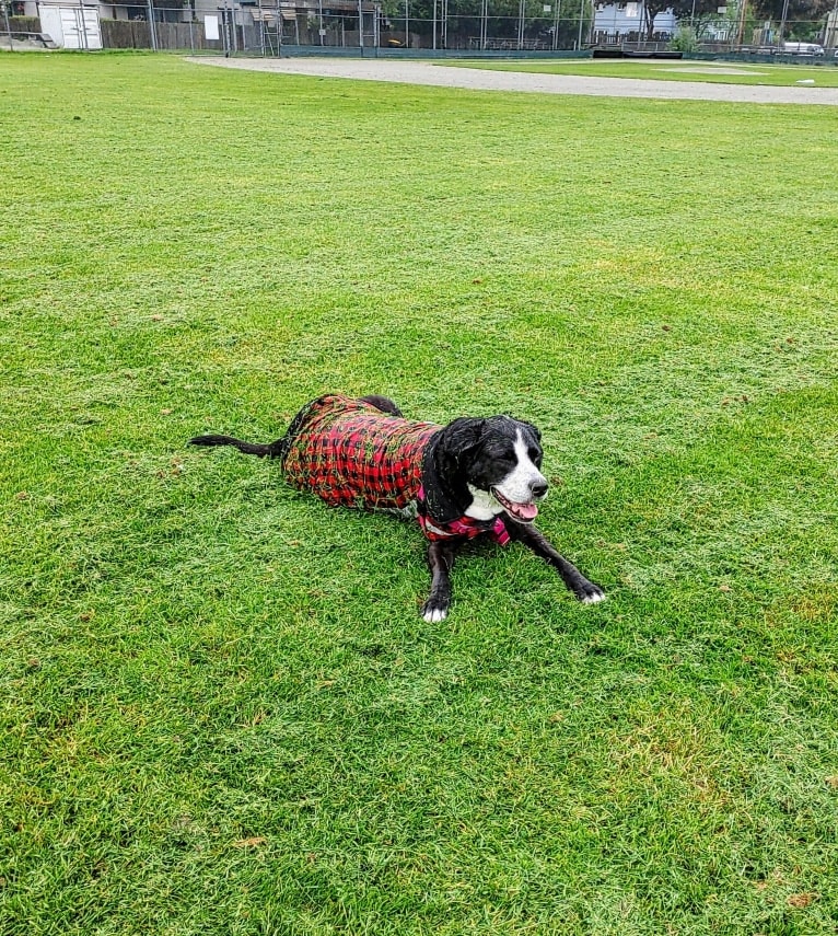 Kona, an American Bully and Bernese Mountain Dog mix tested with EmbarkVet.com