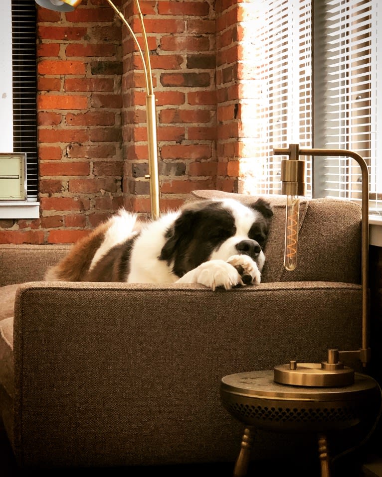 Sully, a Saint Bernard tested with EmbarkVet.com