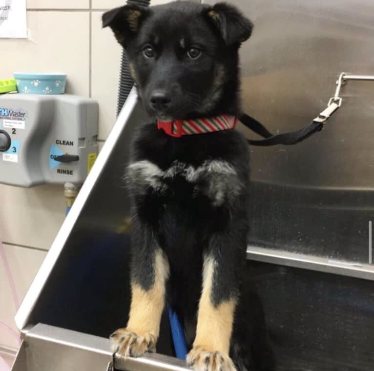 Laika, a Siberian Husky and Border Collie mix tested with EmbarkVet.com