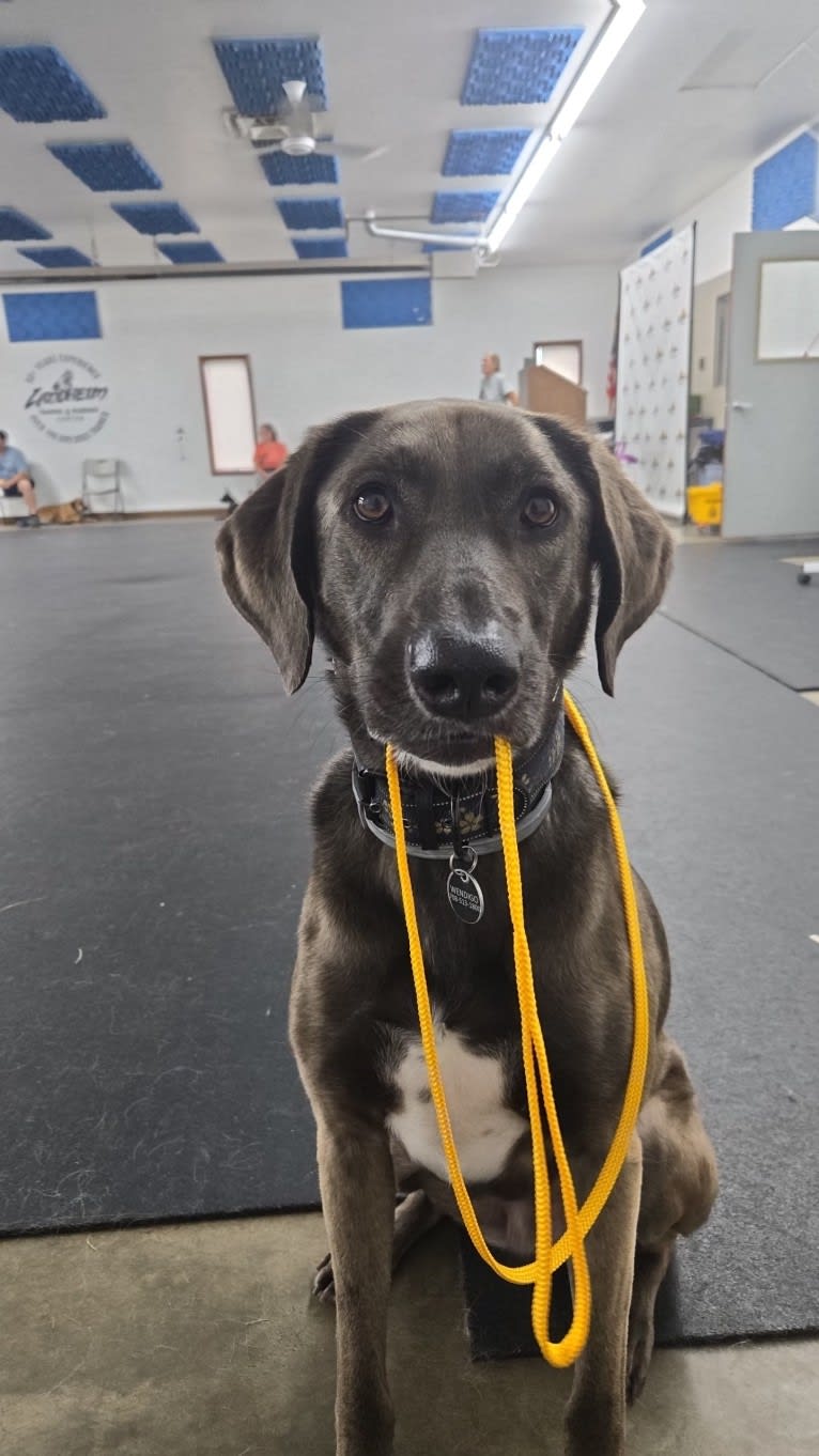 Wendigo "Wendi", a Weimaraner and German Shepherd Dog mix tested with EmbarkVet.com