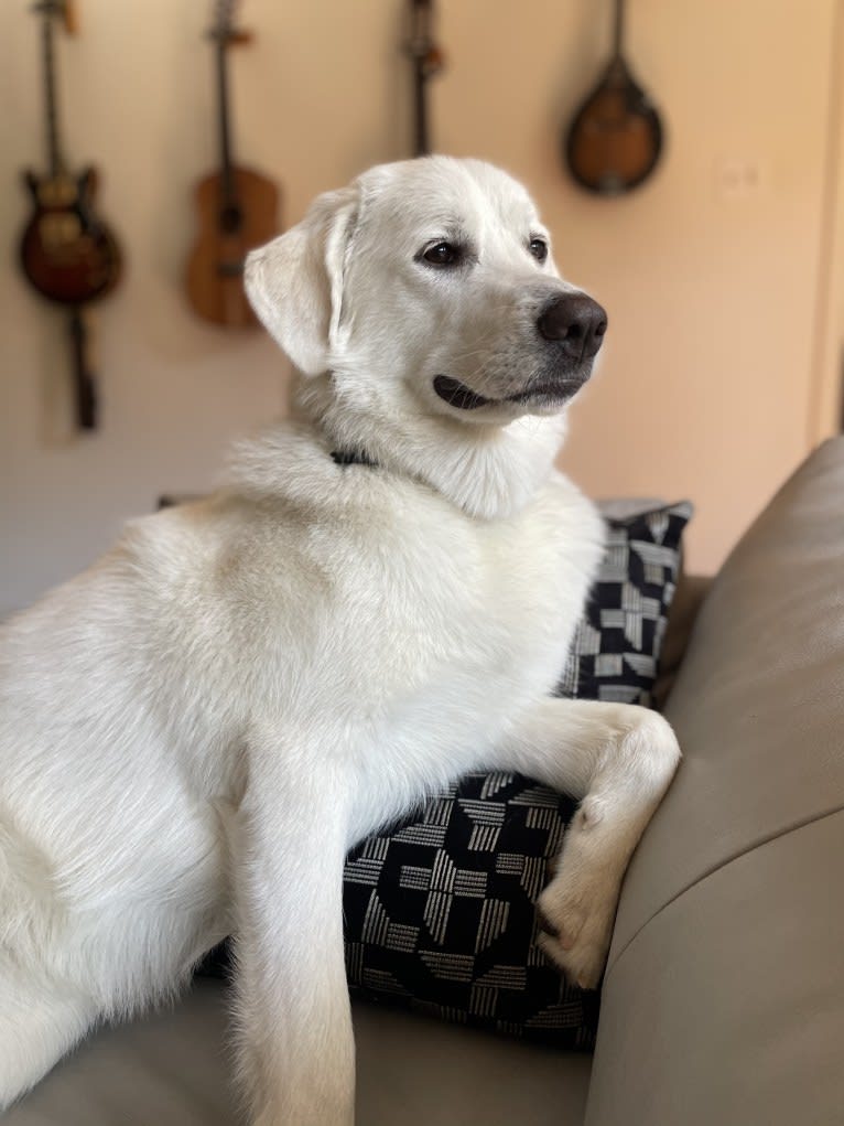 Opal, a Great Pyrenees and German Shepherd Dog mix tested with EmbarkVet.com