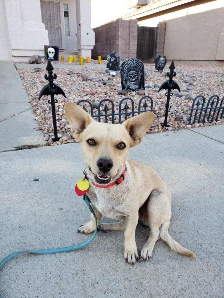 Swivel, a Chihuahua and Poodle (Small) mix tested with EmbarkVet.com