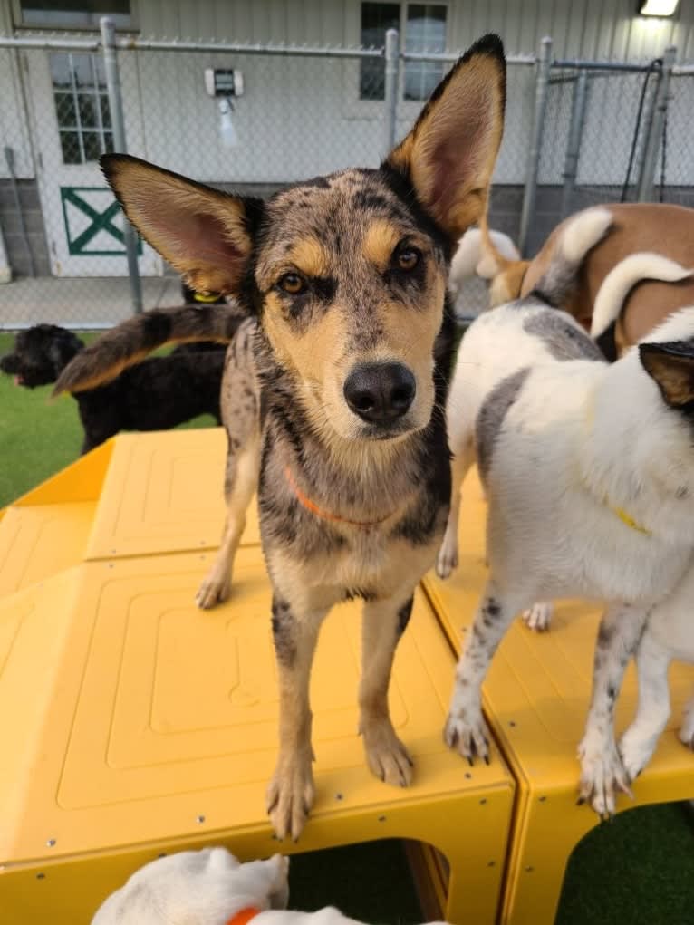 Cosmo, a Siberian Husky and German Shepherd Dog mix tested with EmbarkVet.com