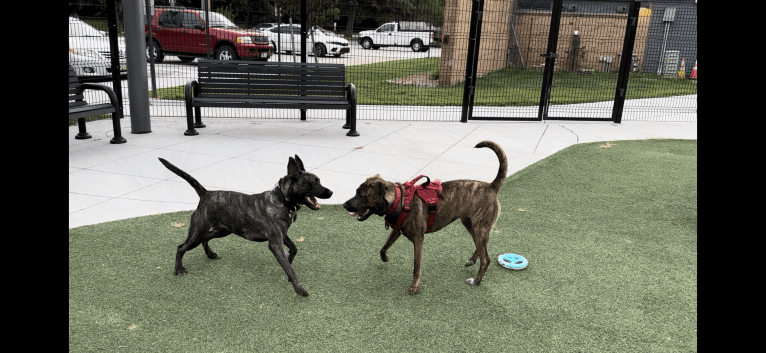 Lyra, an American Bully and Plott mix tested with EmbarkVet.com