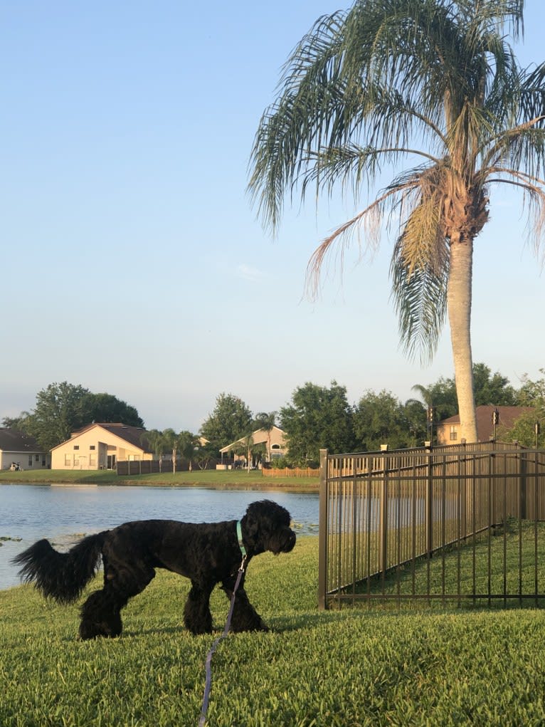 Leopold, a Newfypoo tested with EmbarkVet.com