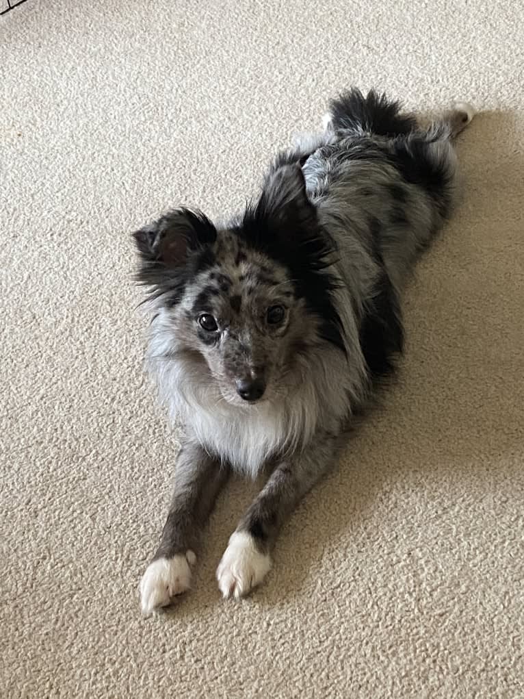 Max, an Australian Shepherd tested with EmbarkVet.com