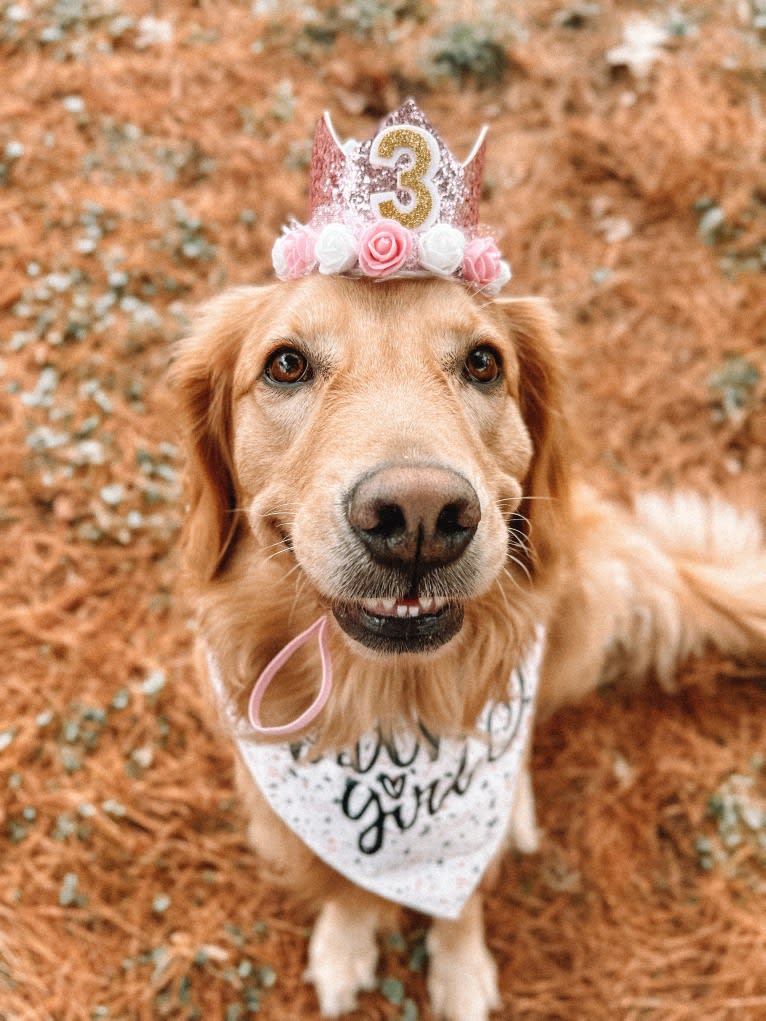 Marley, a Golden Retriever tested with EmbarkVet.com