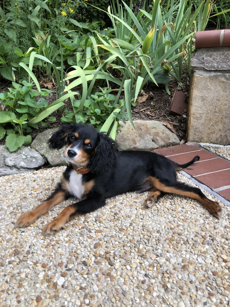 Prince, a Cavalier King Charles Spaniel and Poodle (Small) mix tested with EmbarkVet.com