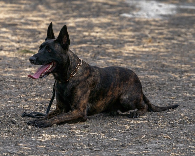 Static, a Dutch Shepherd tested with EmbarkVet.com