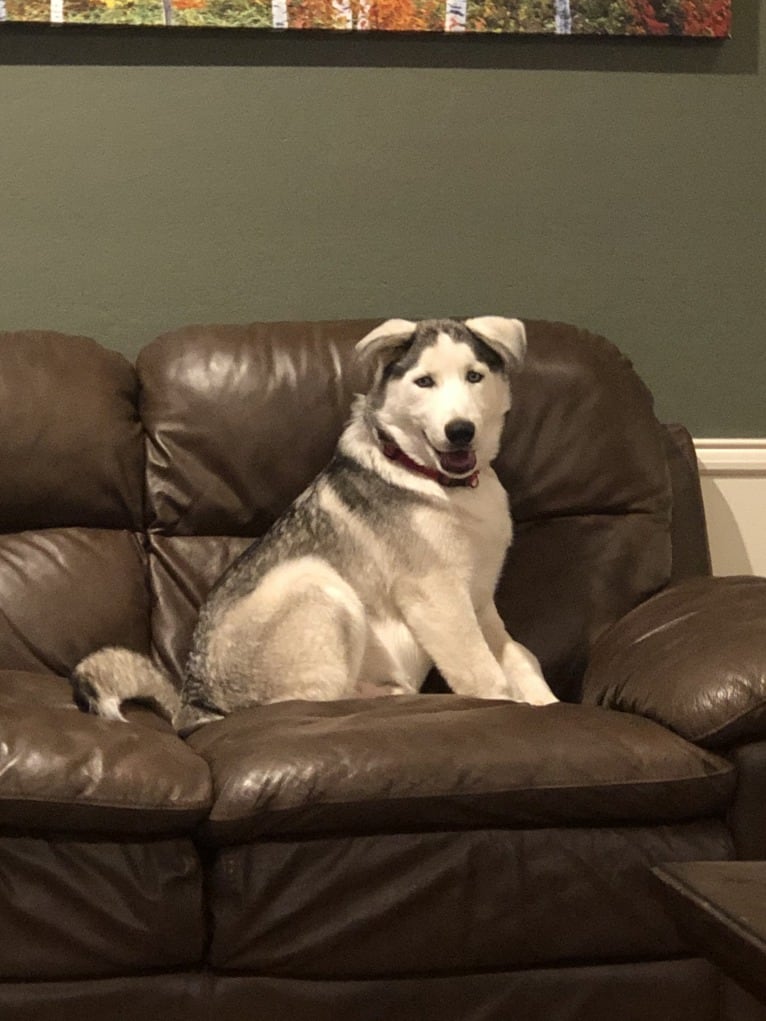 Mansfield, a Siberian Husky and Alaskan Malamute mix tested with EmbarkVet.com