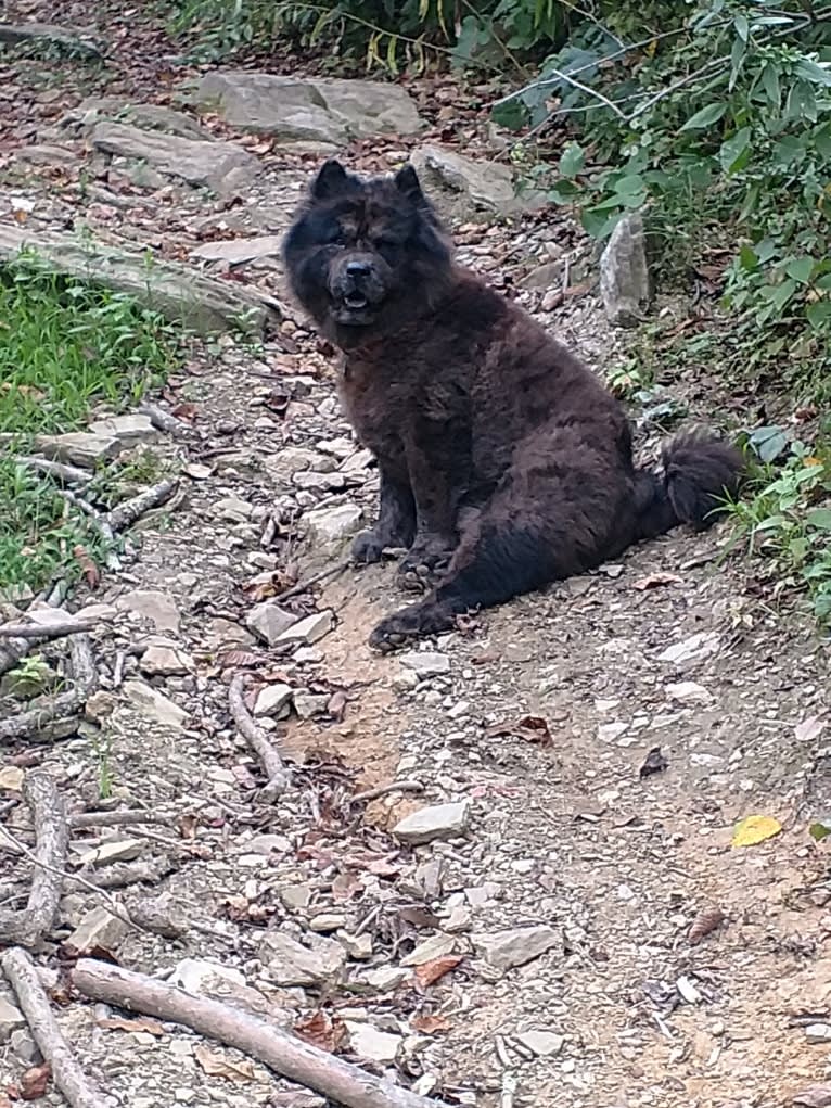 Tennessee, a Chow Chow tested with EmbarkVet.com