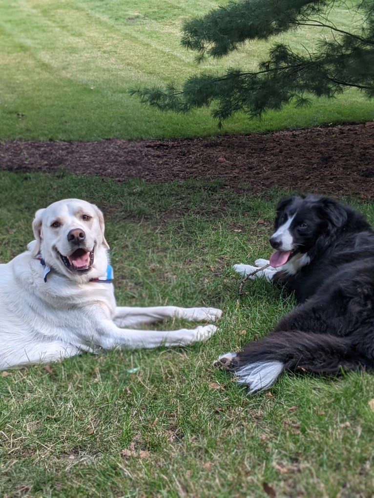 Jack Frost, a Great Pyrenees and Labrador Retriever mix tested with EmbarkVet.com