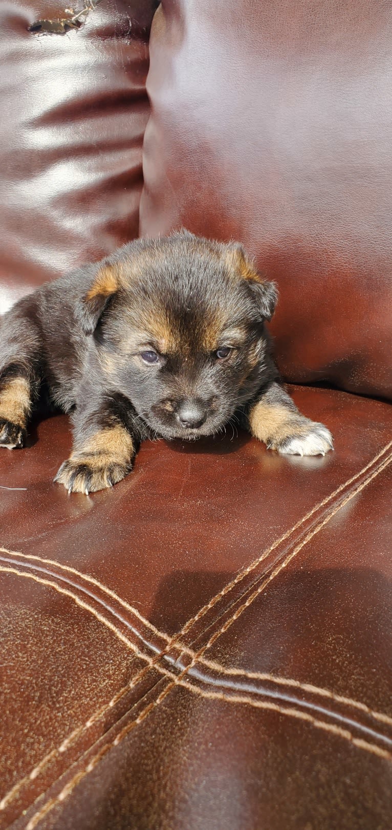 Fluffy, a Jindo tested with EmbarkVet.com