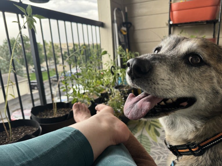 Zoobooks, a Boxer and Australian Cattle Dog mix tested with EmbarkVet.com