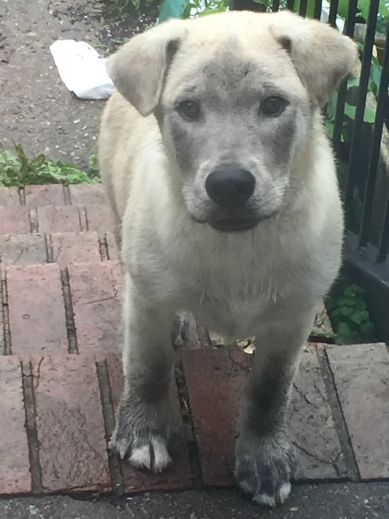 Acrux a dog tested with EmbarkVet.com