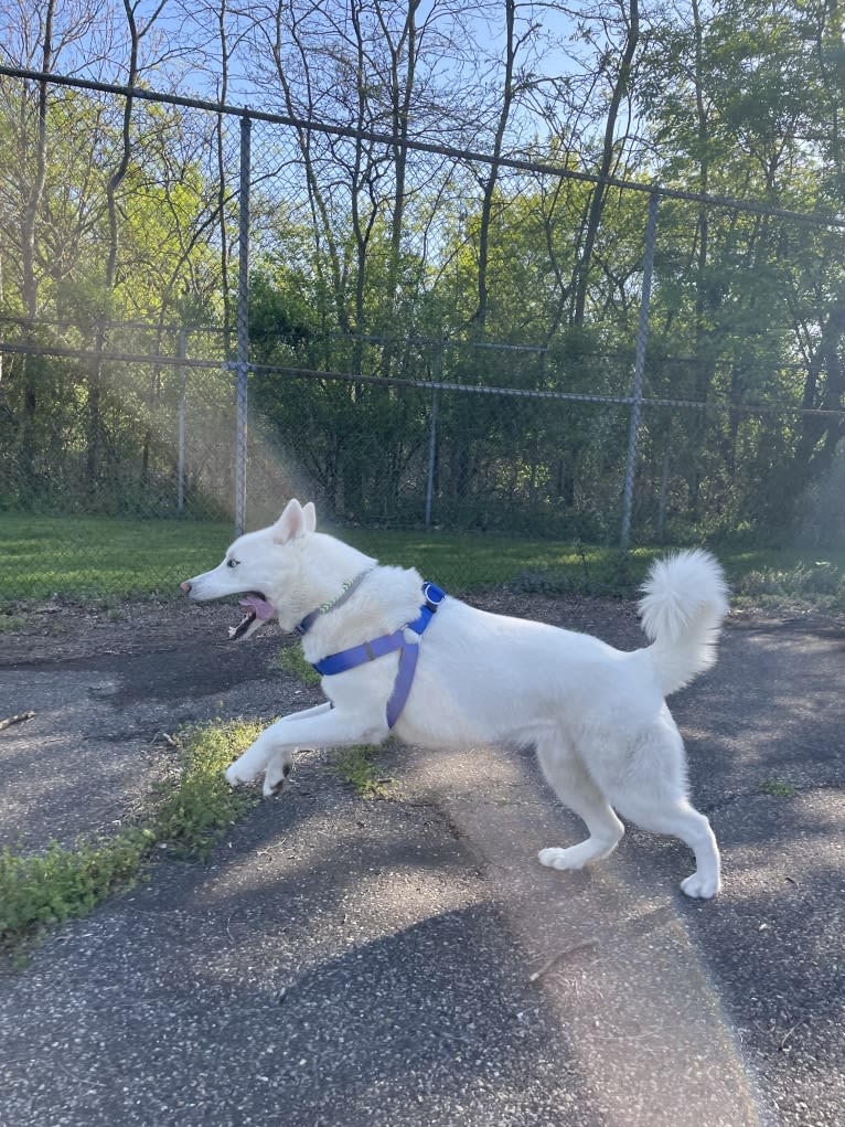 Loki, a Siberian Husky tested with EmbarkVet.com