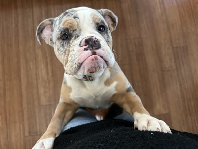 River Sable, a Bulldog tested with EmbarkVet.com