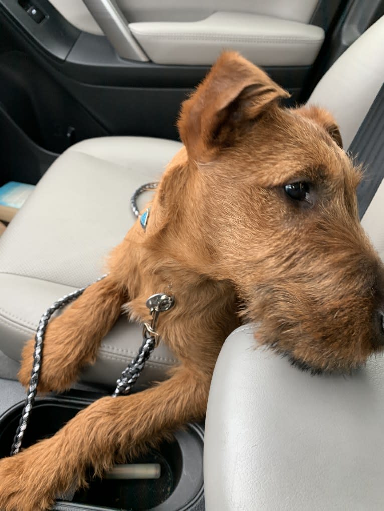 Archie, an Irish Terrier tested with EmbarkVet.com