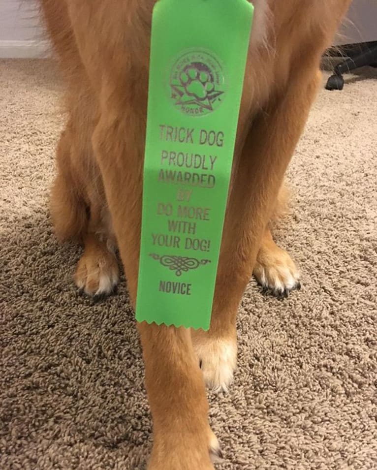 Einstein, a Great Pyrenees and American Pit Bull Terrier mix tested with EmbarkVet.com