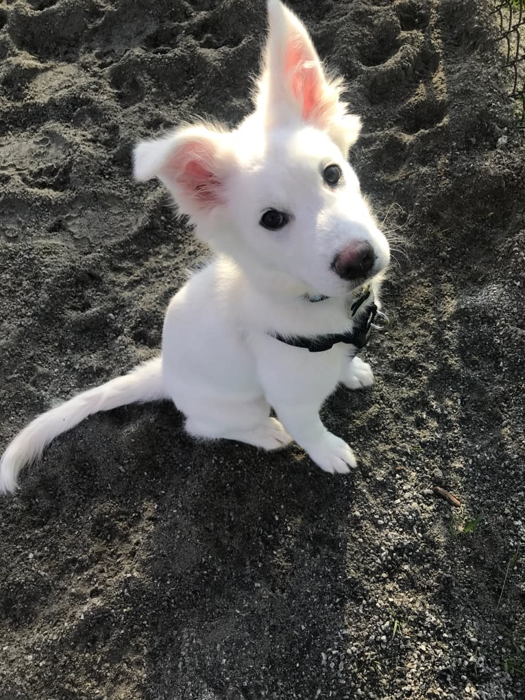 Bao, a Siberian Husky and Poodle (Small) mix tested with EmbarkVet.com