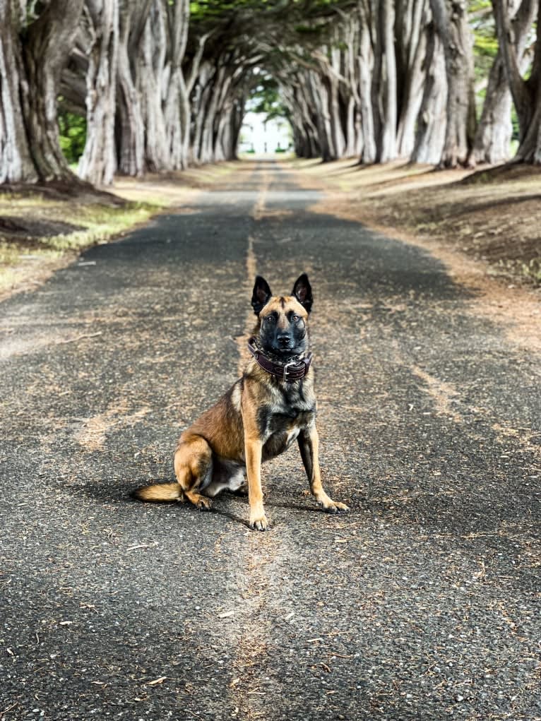 Bassie, a Dutch Shepherd tested with EmbarkVet.com