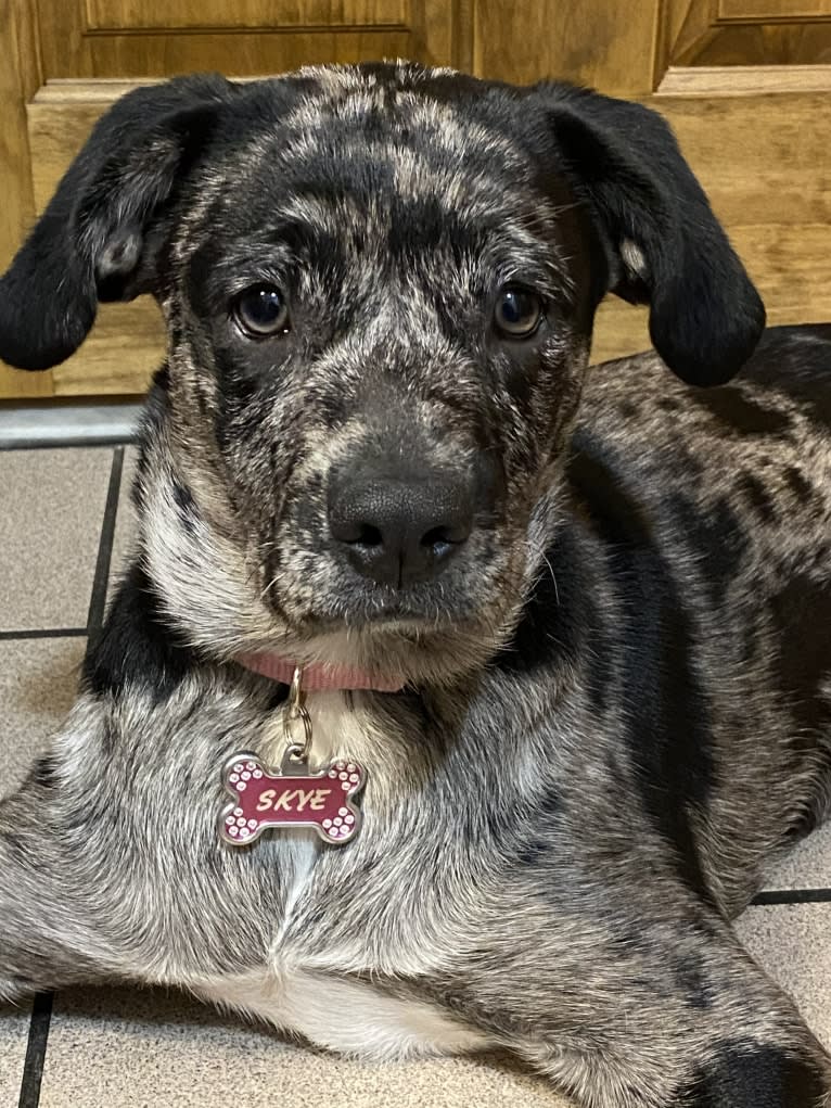 Skye, an Australian Cattle Dog and Pug mix tested with EmbarkVet.com