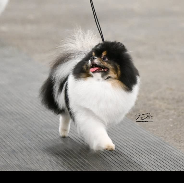 Remi, a Pomeranian tested with EmbarkVet.com