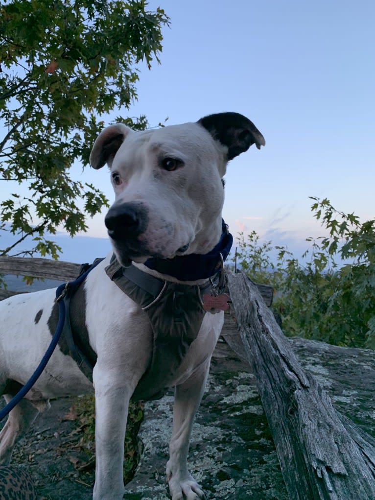 Auggie, an American Pit Bull Terrier and American Staffordshire Terrier mix tested with EmbarkVet.com