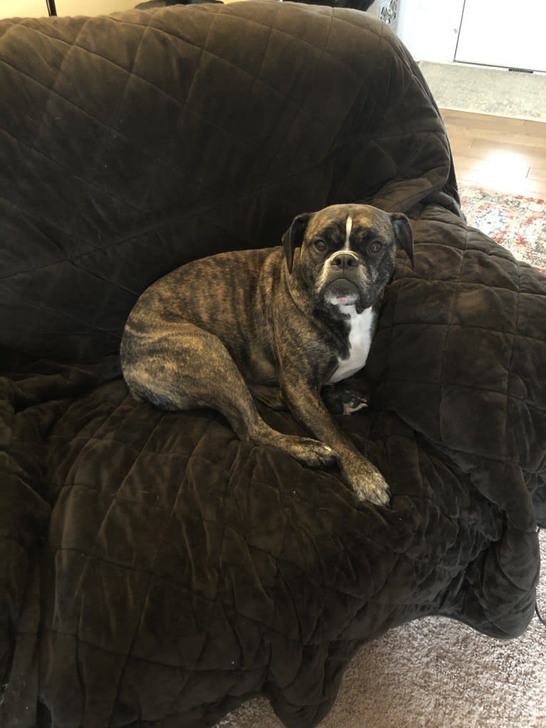 Monty, a Bulldog and American Bulldog mix tested with EmbarkVet.com