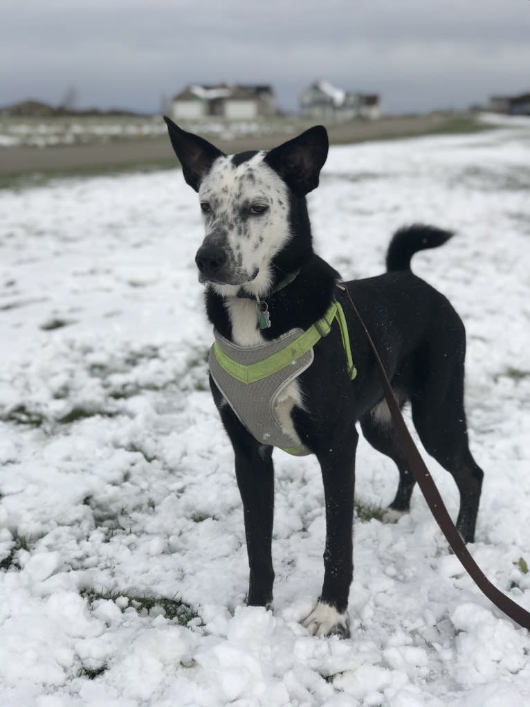 Milo, a German Shepherd Dog and Siberian Husky mix tested with EmbarkVet.com